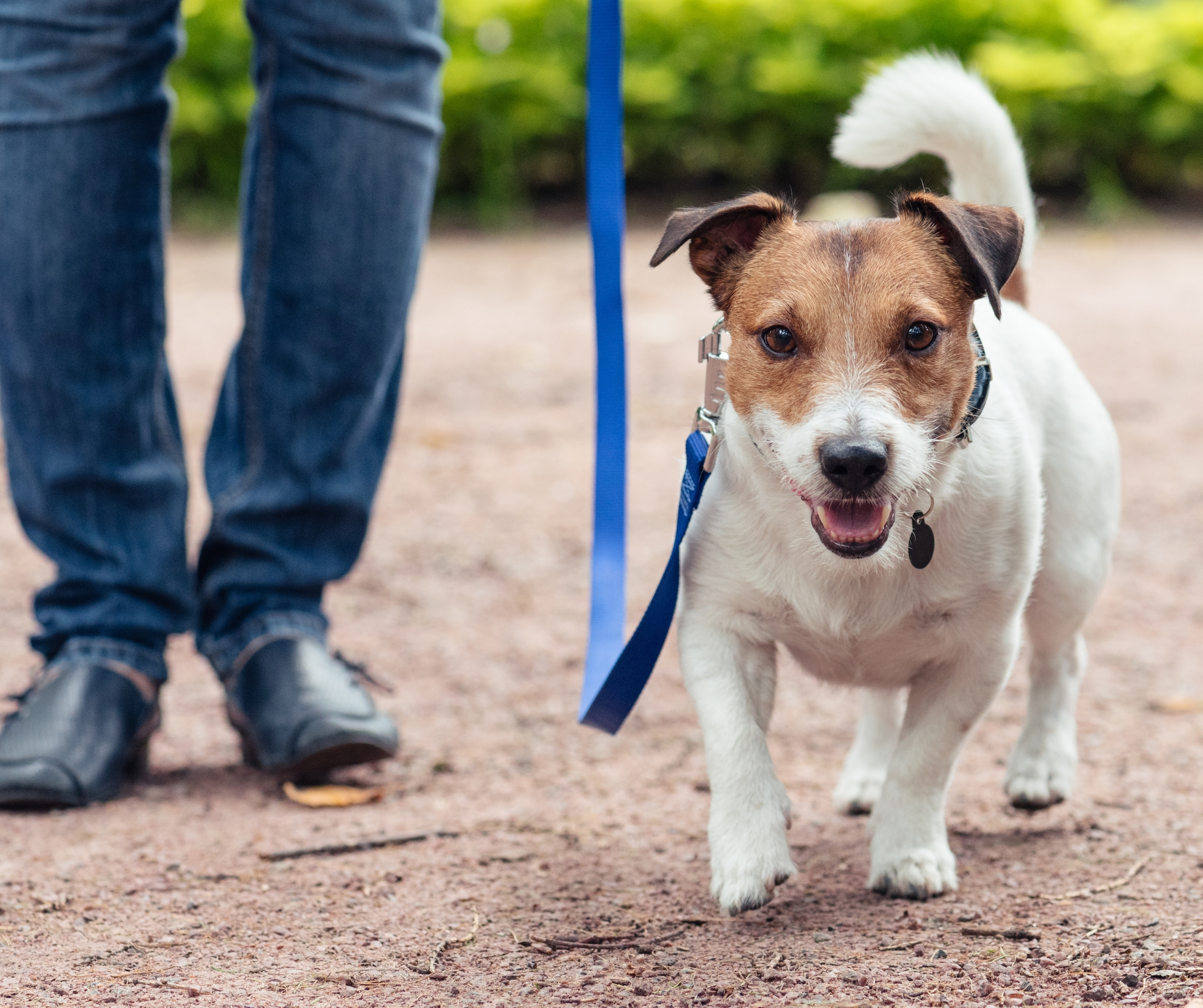 Dog and Cat Leash & Collars