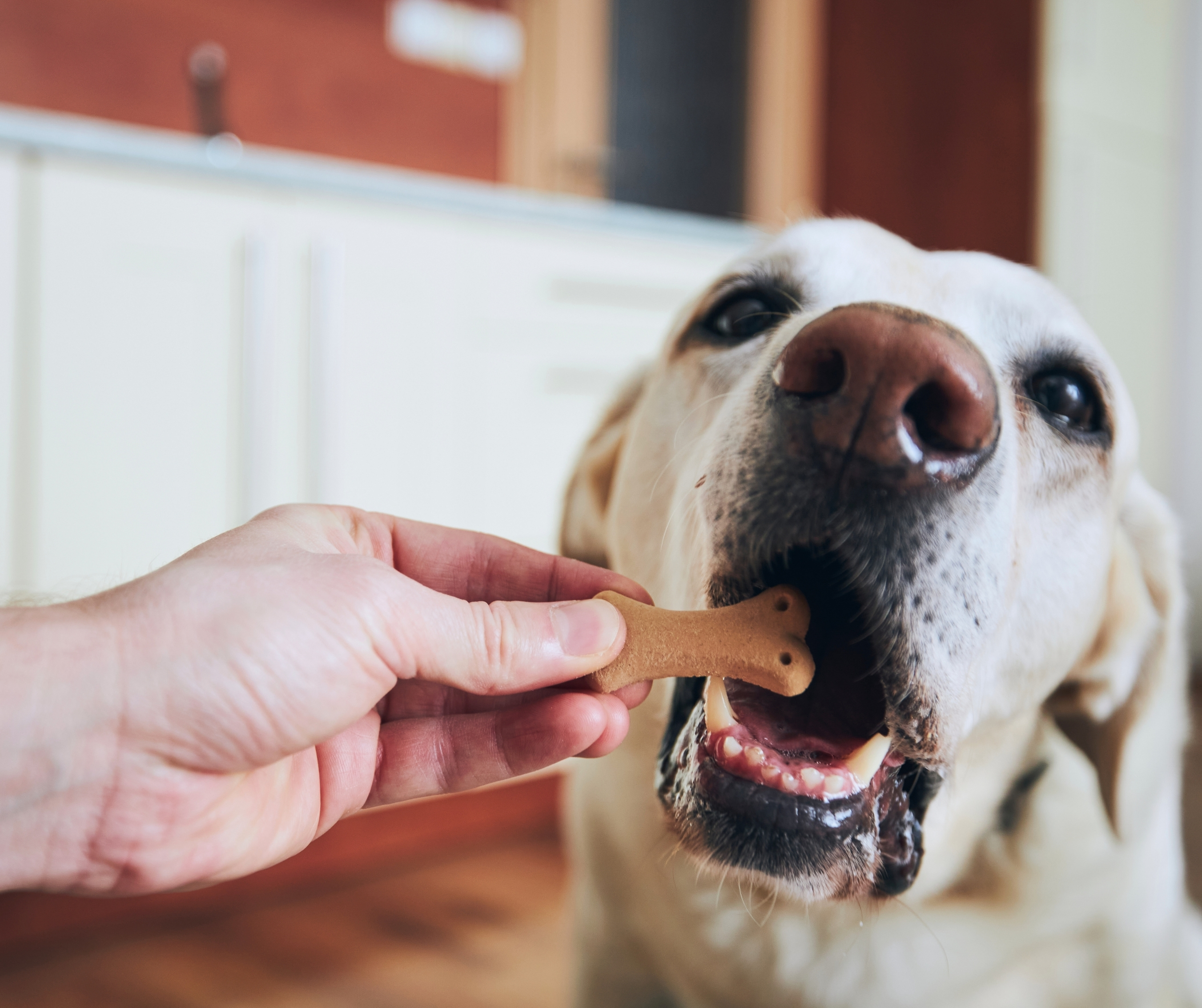 Calcium Dog Chews 400gm