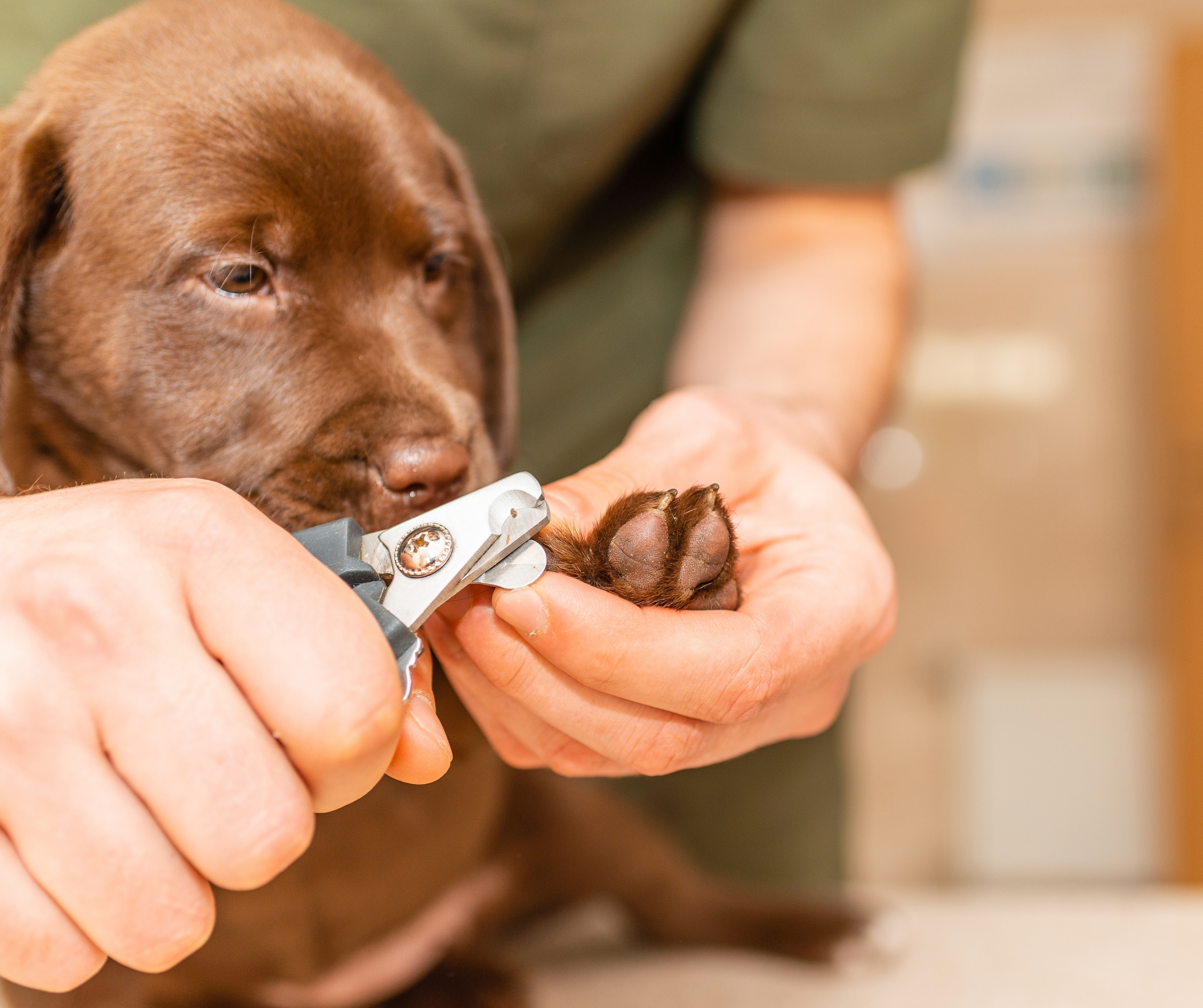 Pet Nail Clipper and Filler Combo