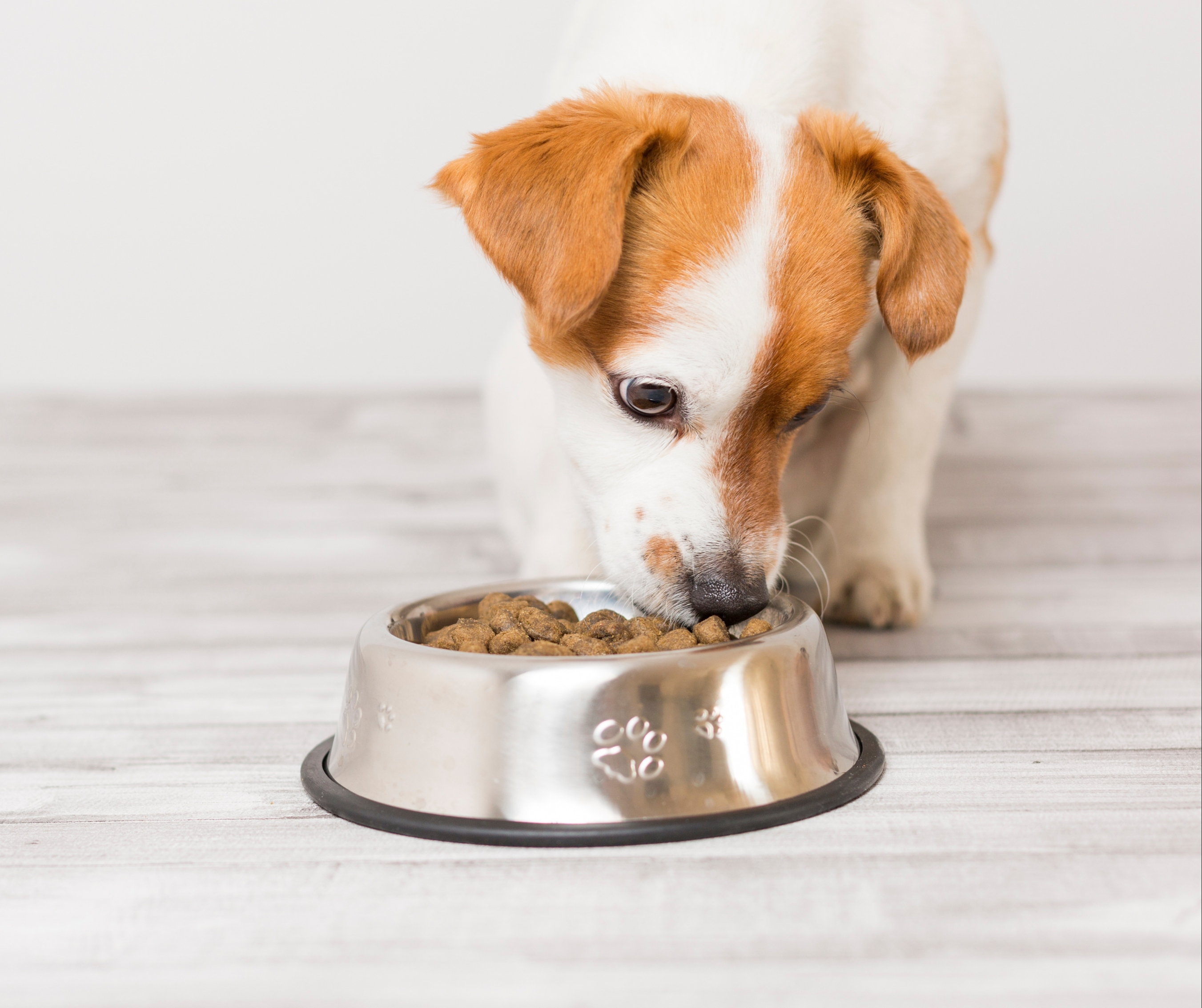 Stainless Steel Pet Bowls Set of 4