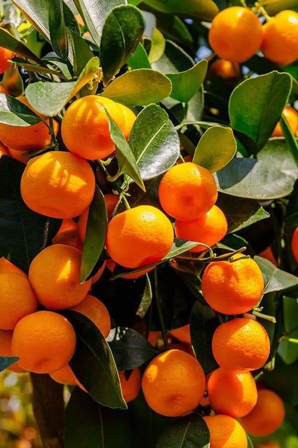 Fresh Easy-Peel Oranges