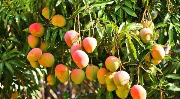 Apple Mangoes
