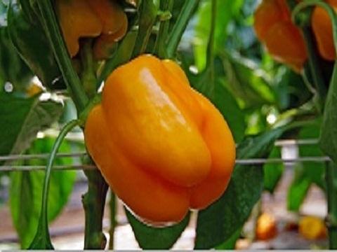 Fresh Yellow Bell Pepper