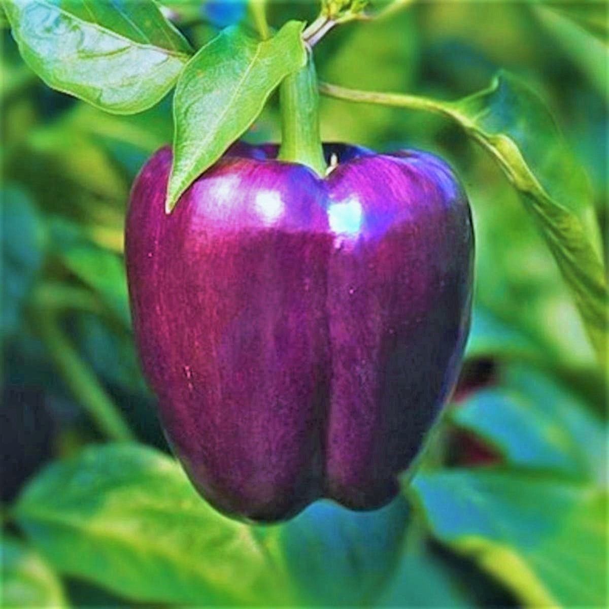 Purple Bell Pepper
