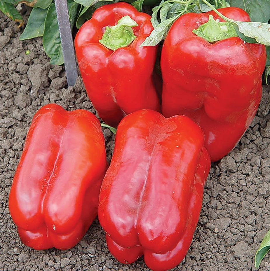 Red Bell Pepper