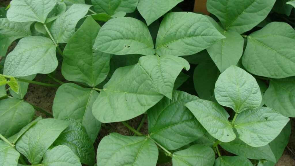 Green Bean Plant