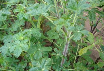 Velvetleaf Plant