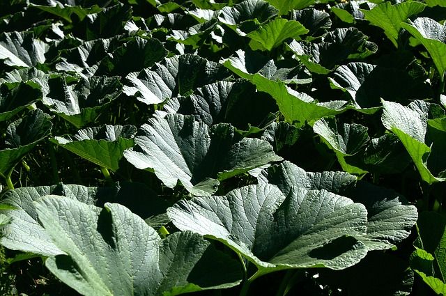 Fresh Pumpkin Leaves