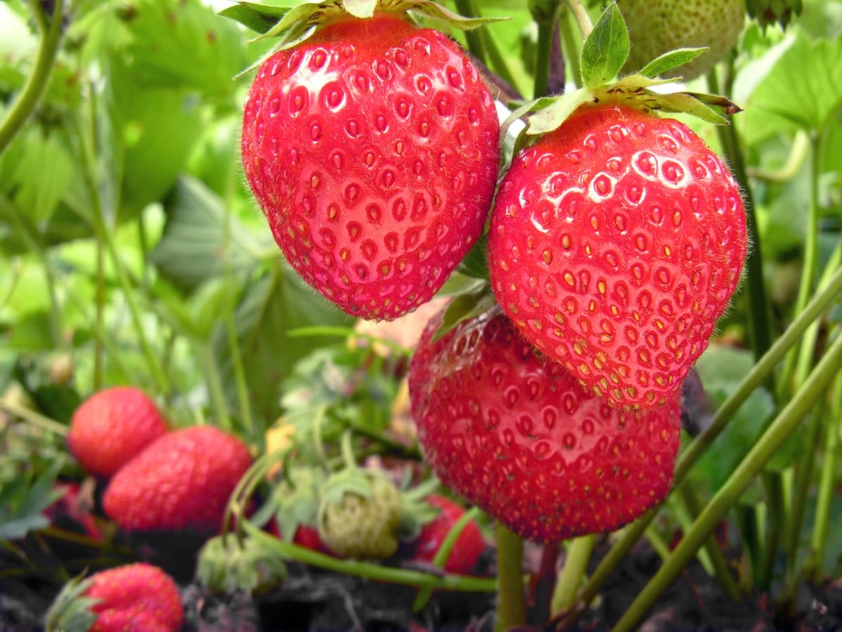 Sweet Charlie Strawberries