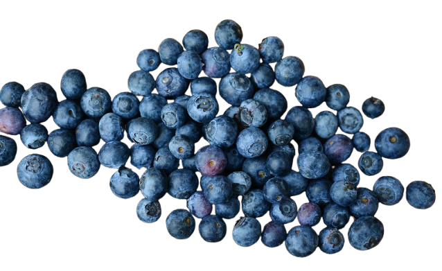 Sweet Duchess Blueberries