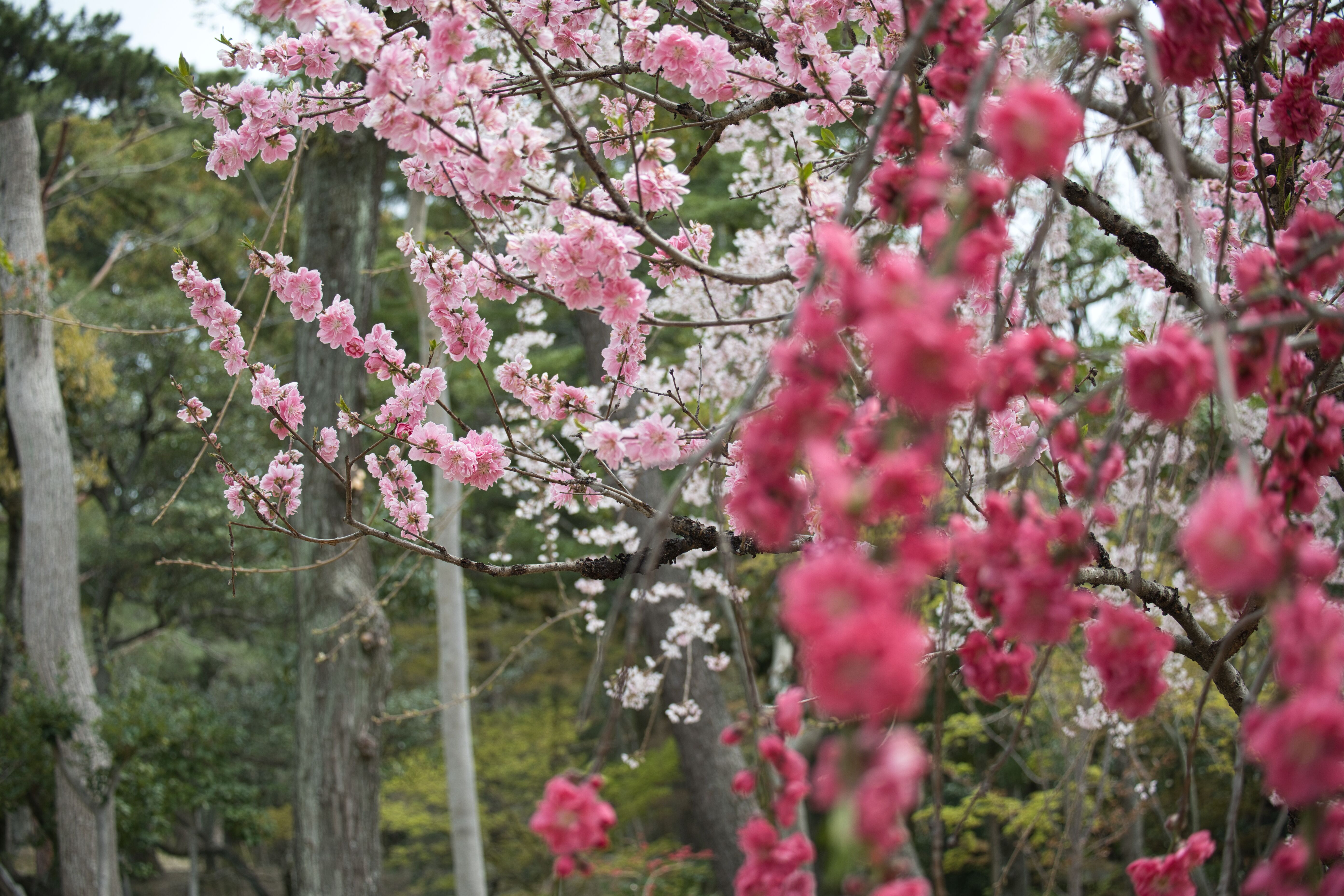 Cherry Blossom Tree HD