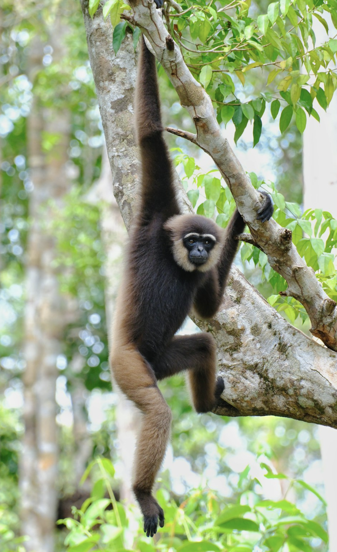 Intro to Gibbon Conservation