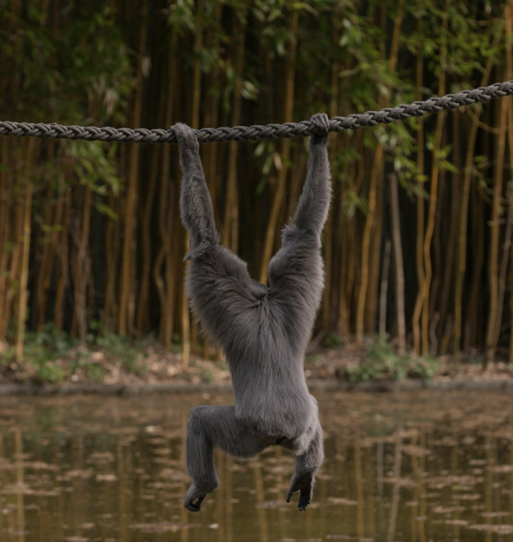 Gibbon Rescue & Rehabilitation 