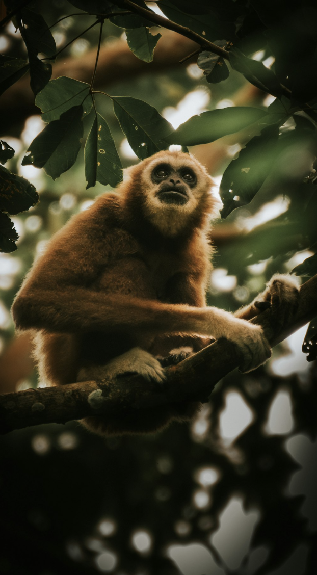 Wildlife Advocacy & Community Engagement 