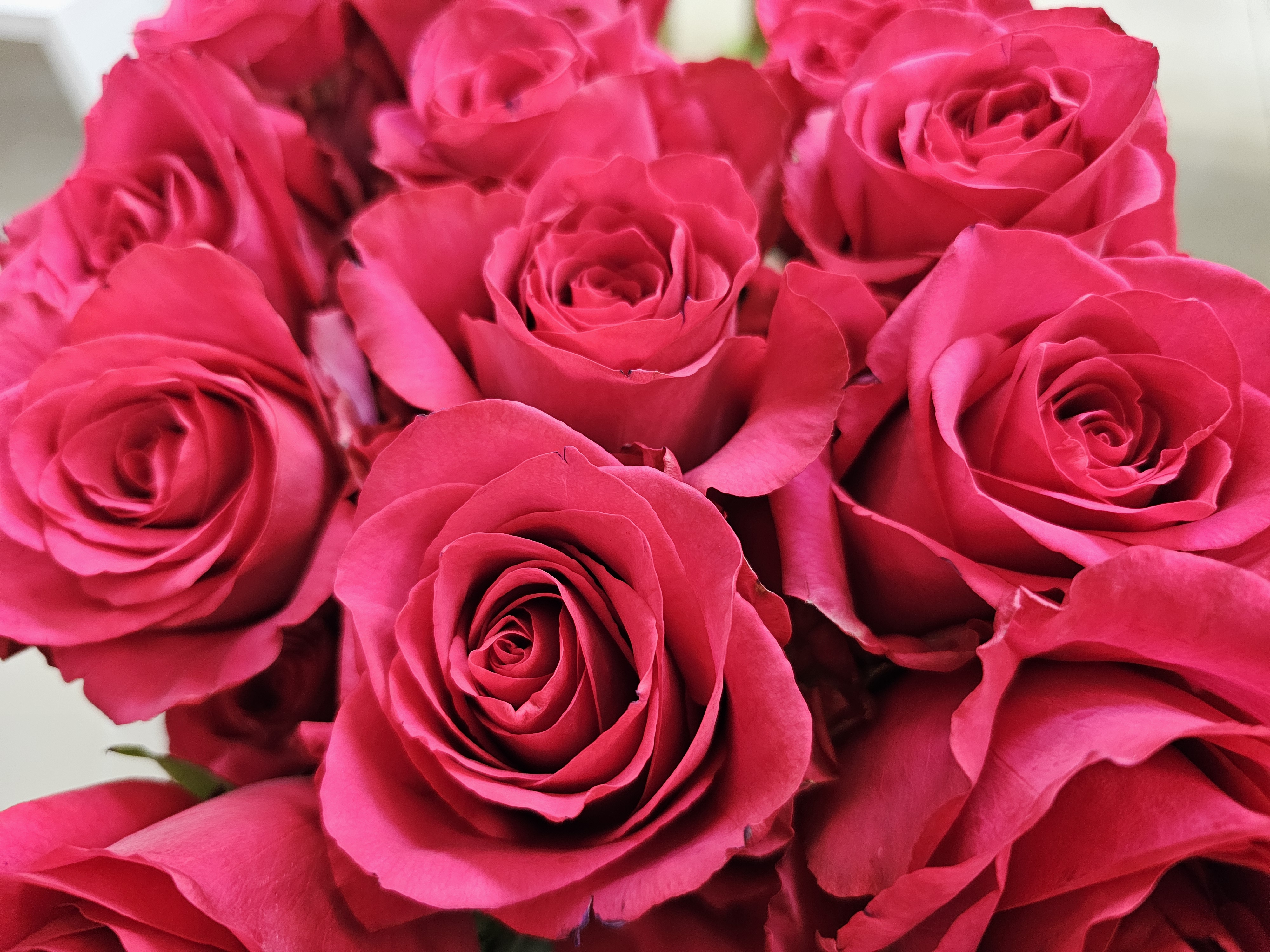Fuchsia Passion