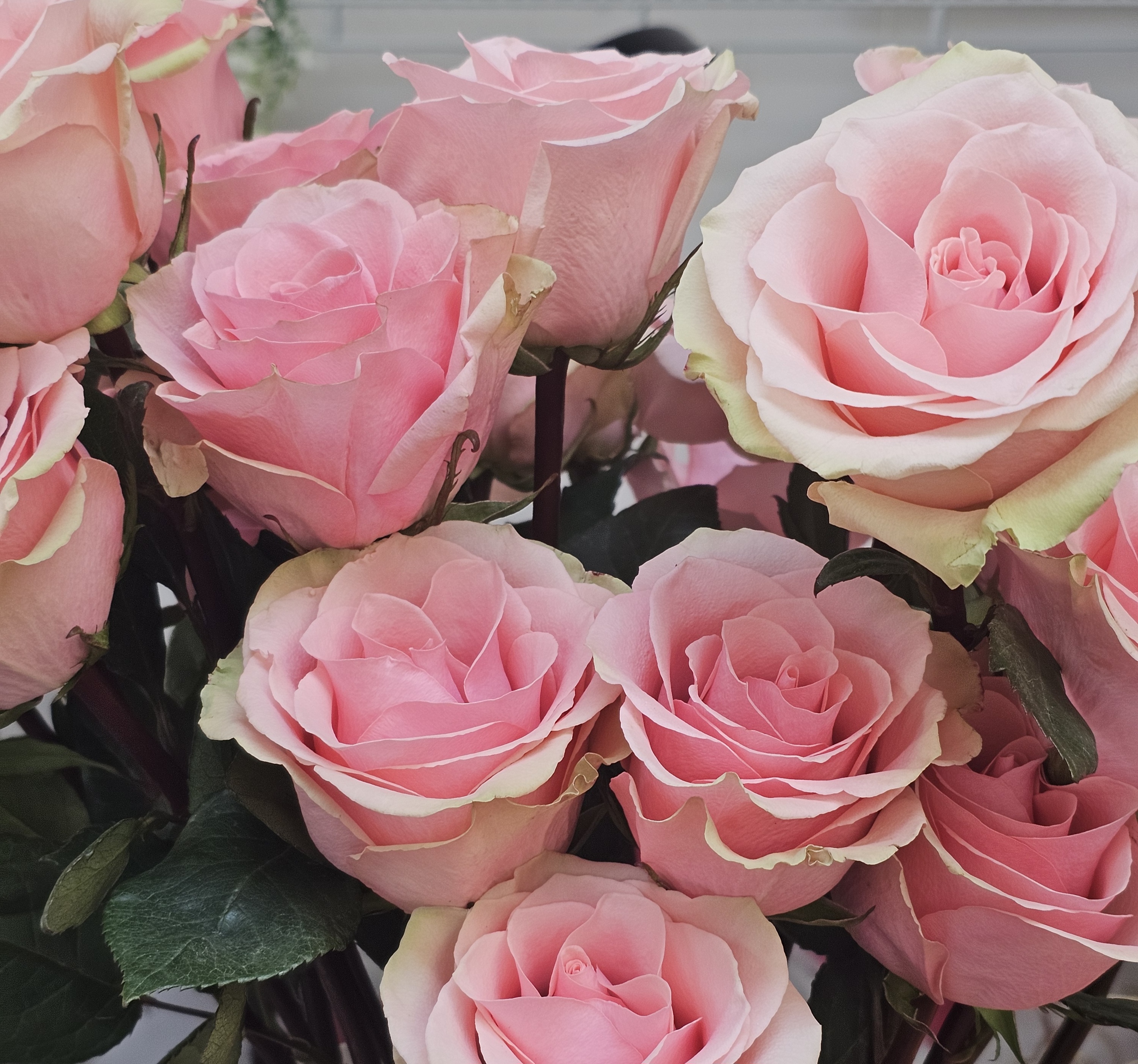 Blush Elegance