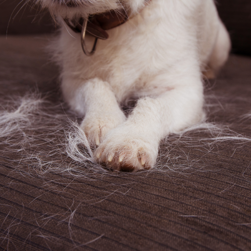 Pet Hair Removal 