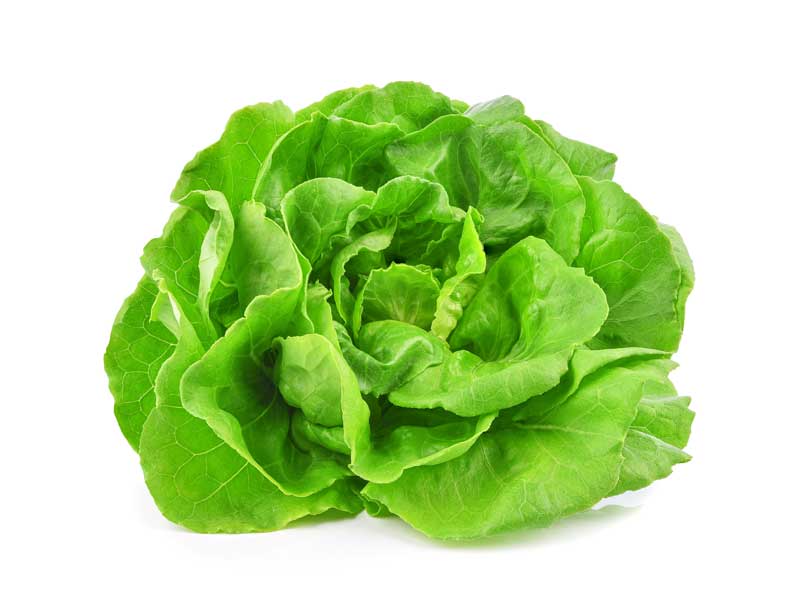 Butterhead Lettuce