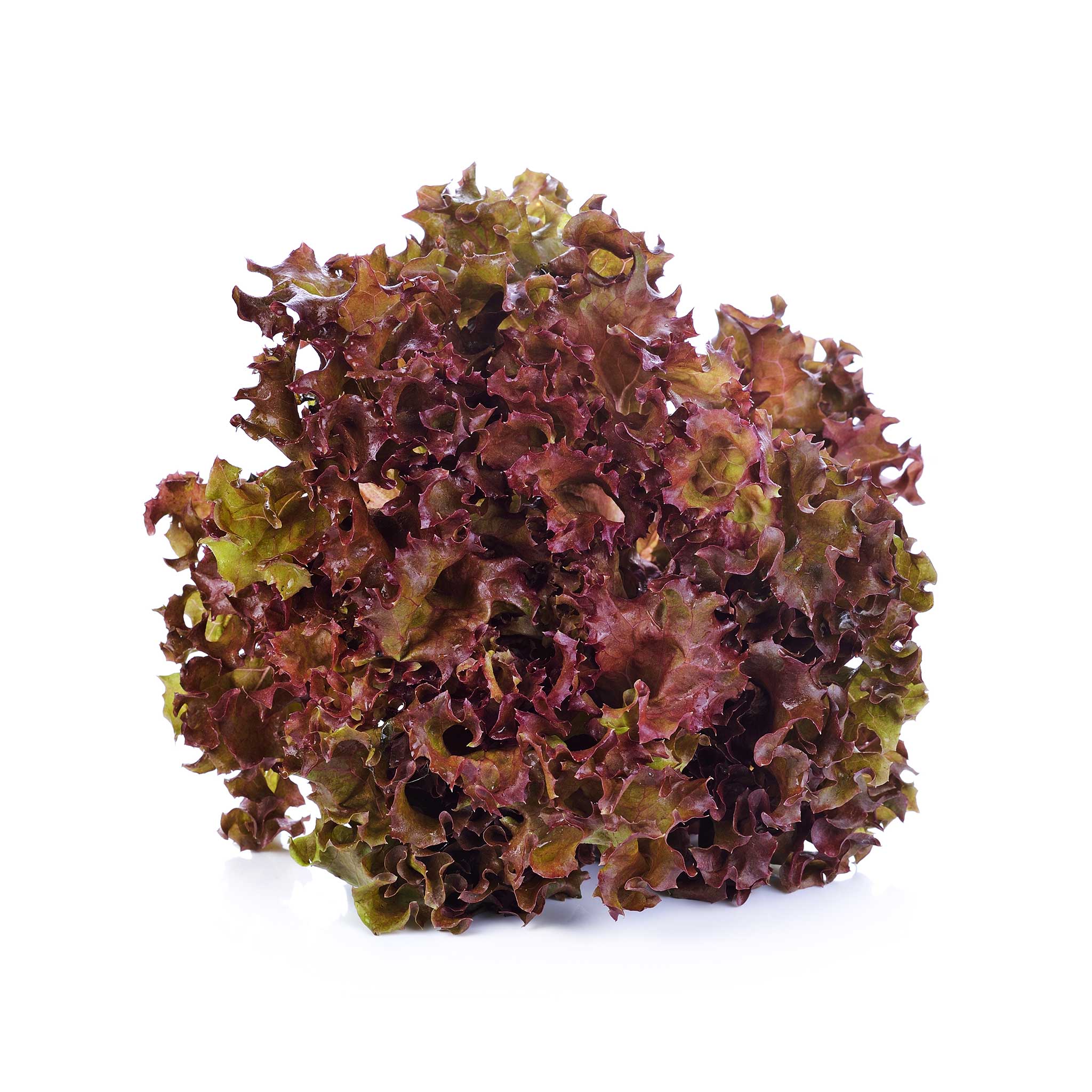 Red Lollo Lettuce