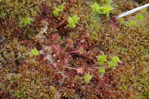 Drosera Rotundifolia