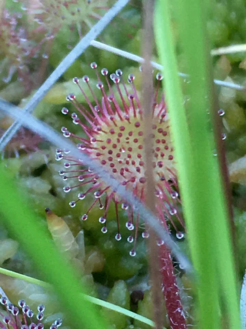 Drosera Rotundifolia