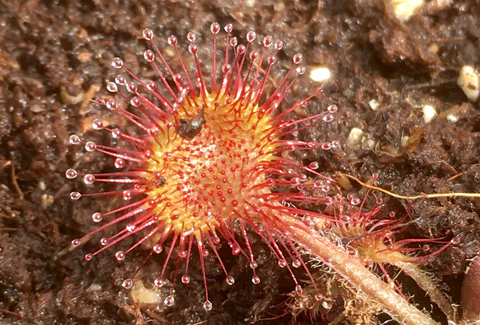 Drosera Rotundifolia