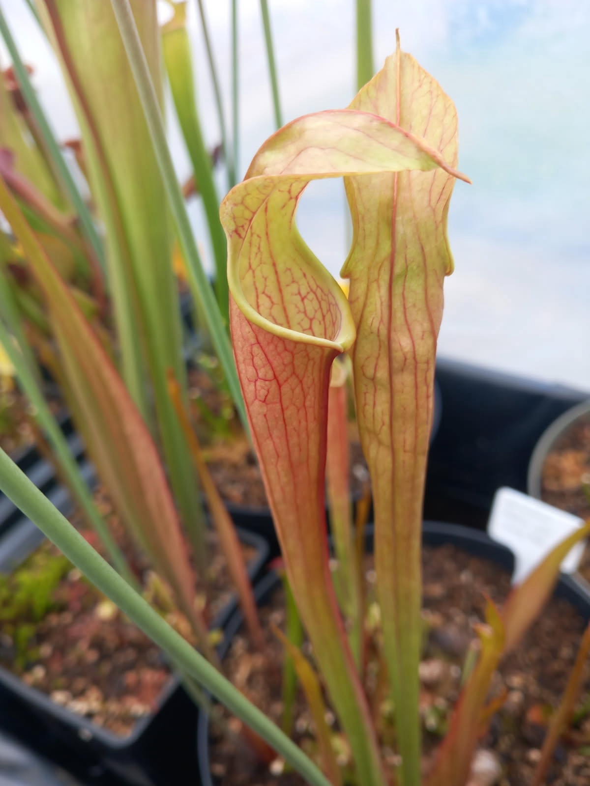 Sarracenia Rubra