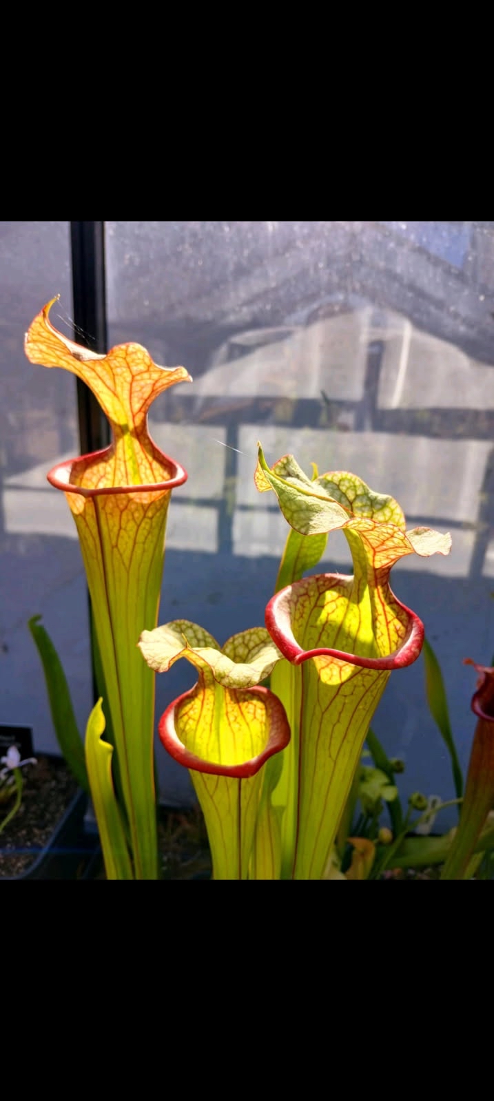 Sarracenia Moorei