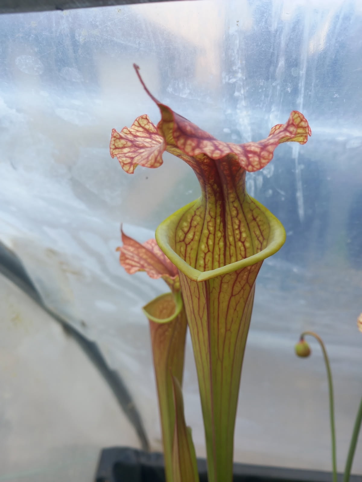 Sarracenia
