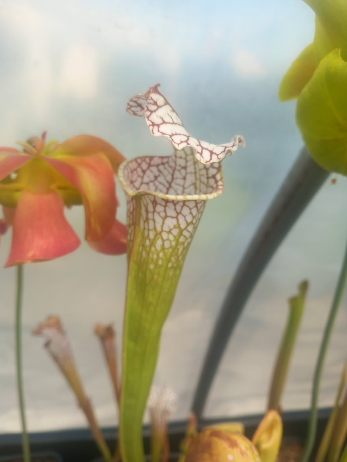Sarracenia Leucophylla