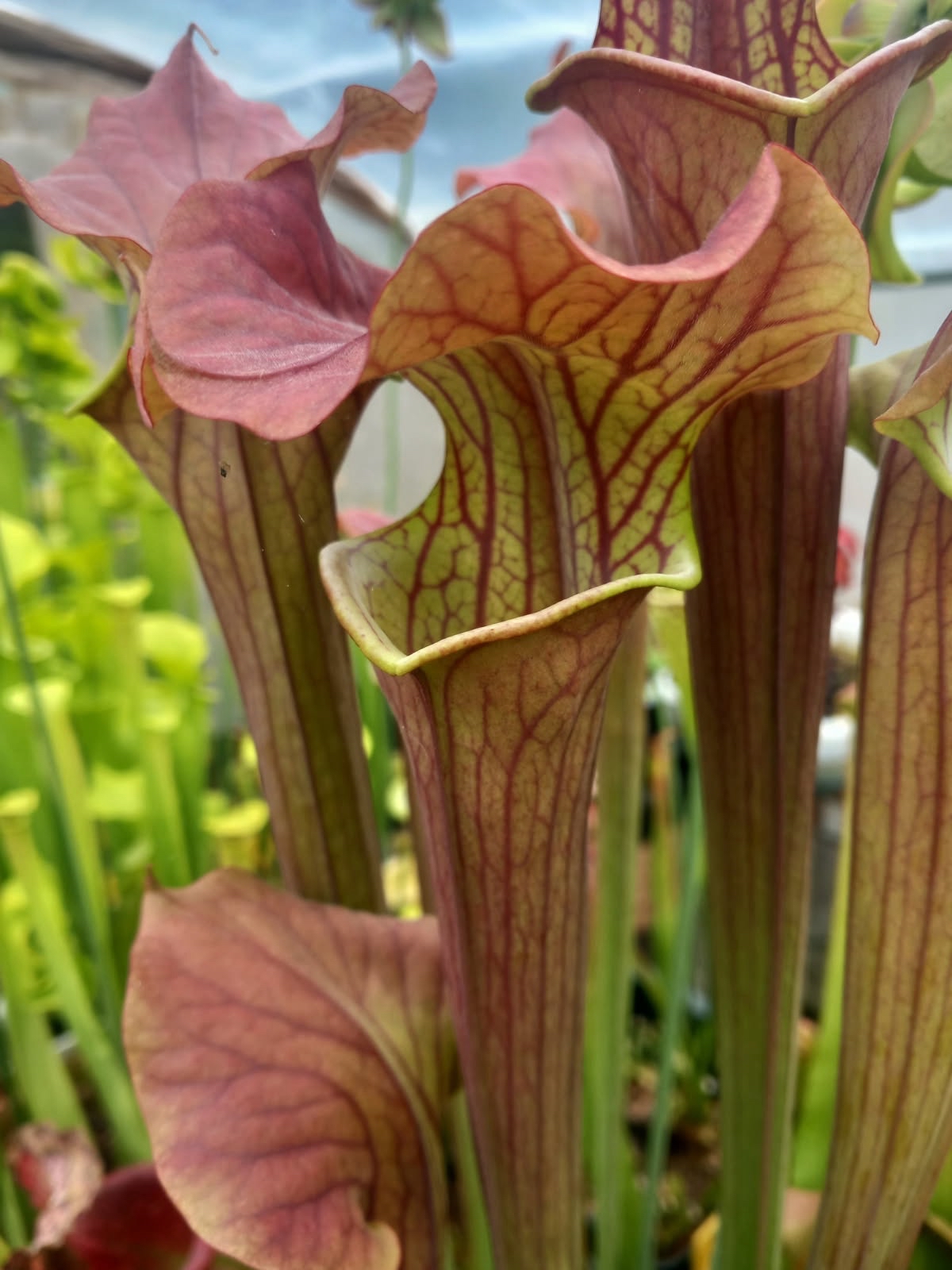 Sarracenia Lubens Red