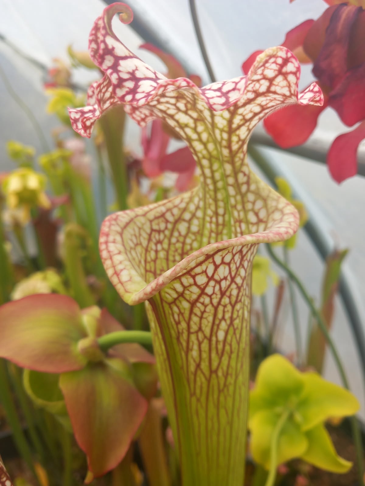 Sarracenia