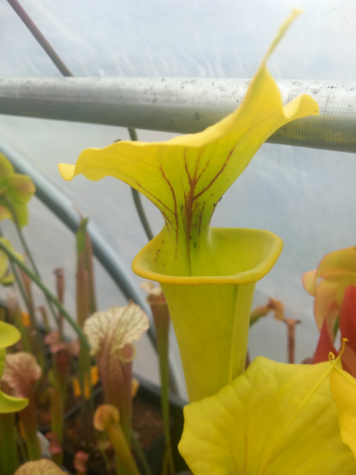 Sarracenia