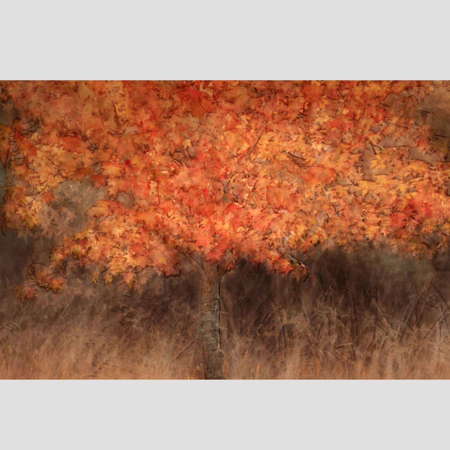 Autumn Blaze