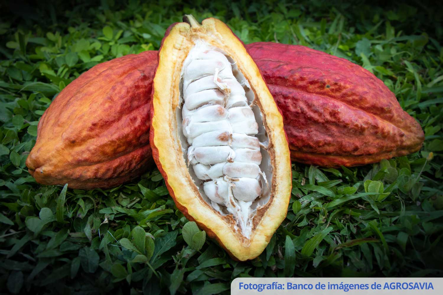CACAO CRIOLLO