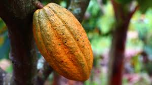 CACAO FORASTERO
