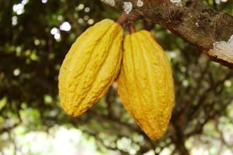 CACAO NACIONAL 