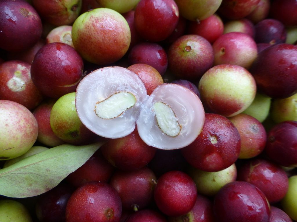 CAMU CAMU