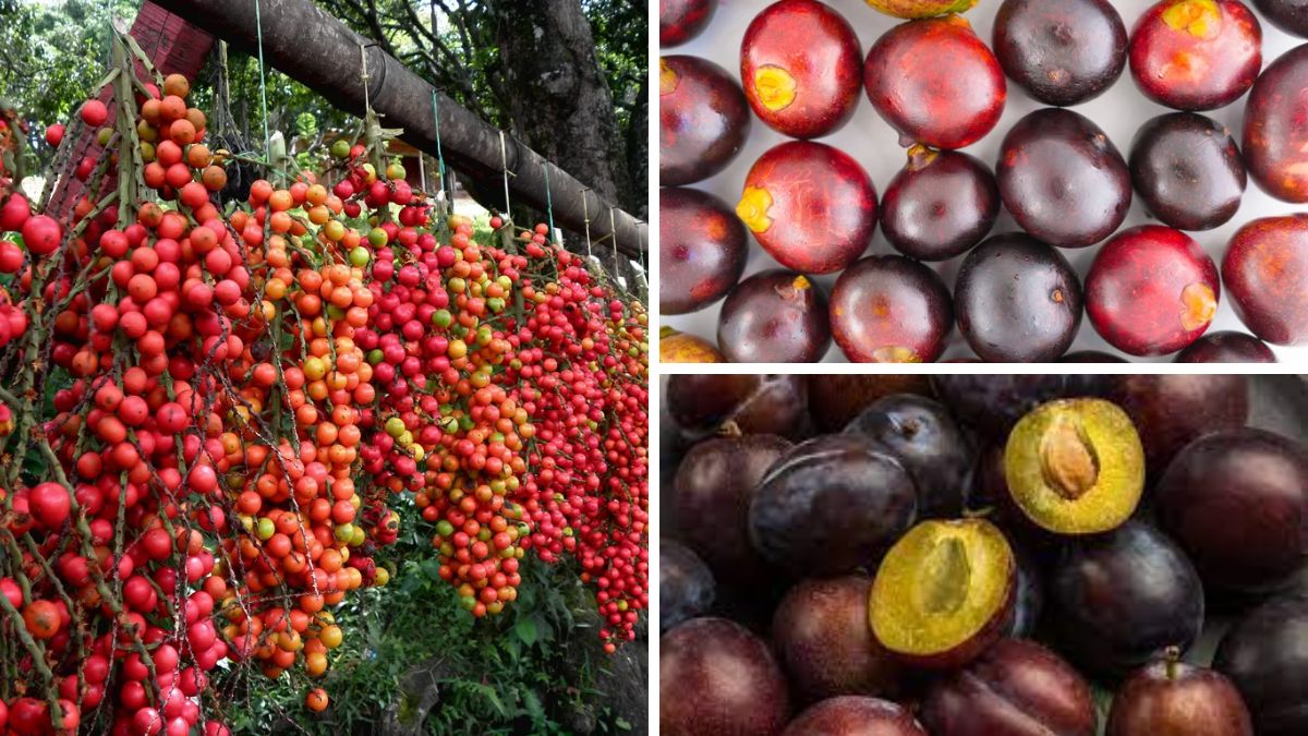 COROZO