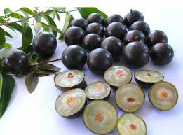 JABUTICABA