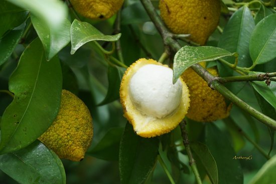 CHARICHUELO