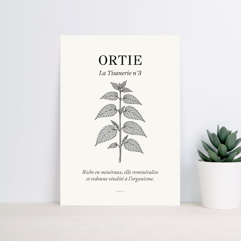 Poster La Tisanerie 3 - Ortie