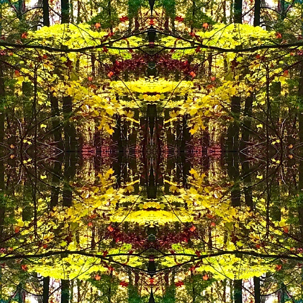 Clarion Woods - Opening 4