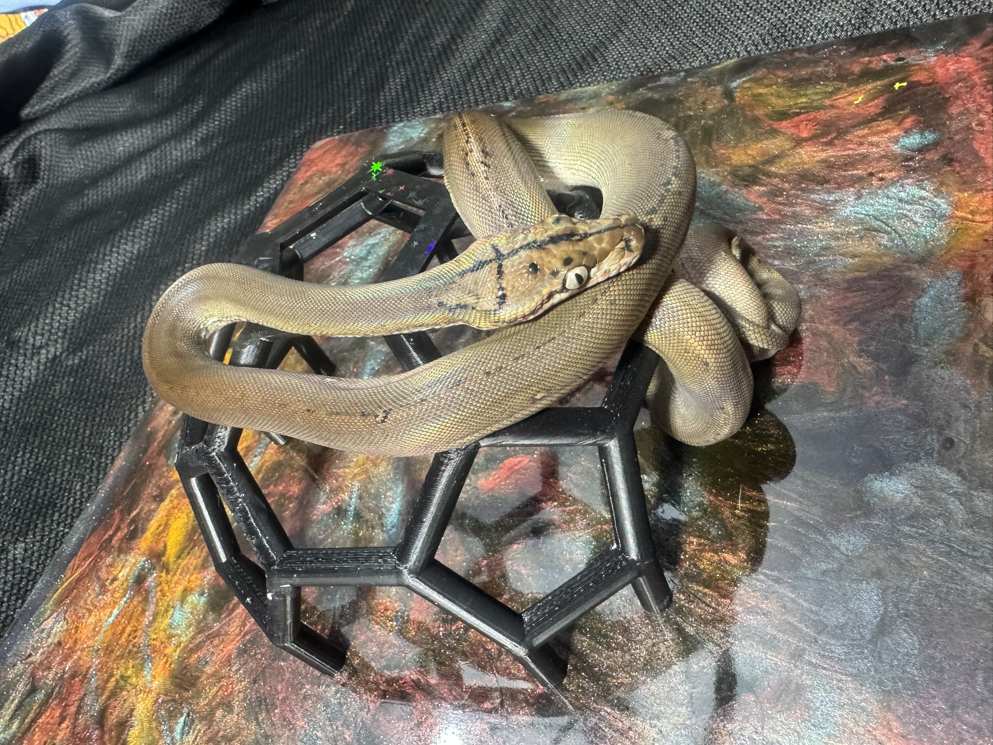 Anery Goldenchild Sunfire 022603 