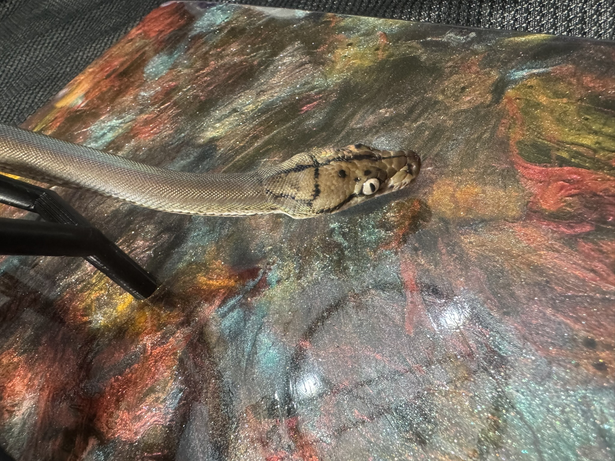 Anery Goldenchild Sunfire 022603 