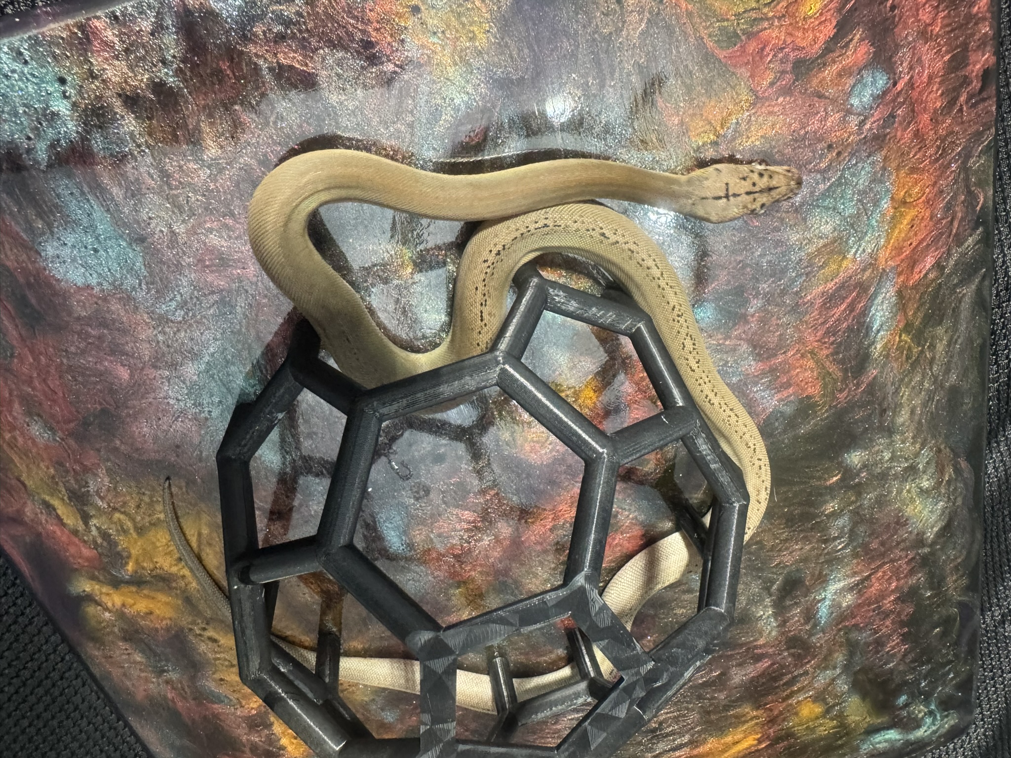 Anery Goldenchild Sunfire Platinum 022605