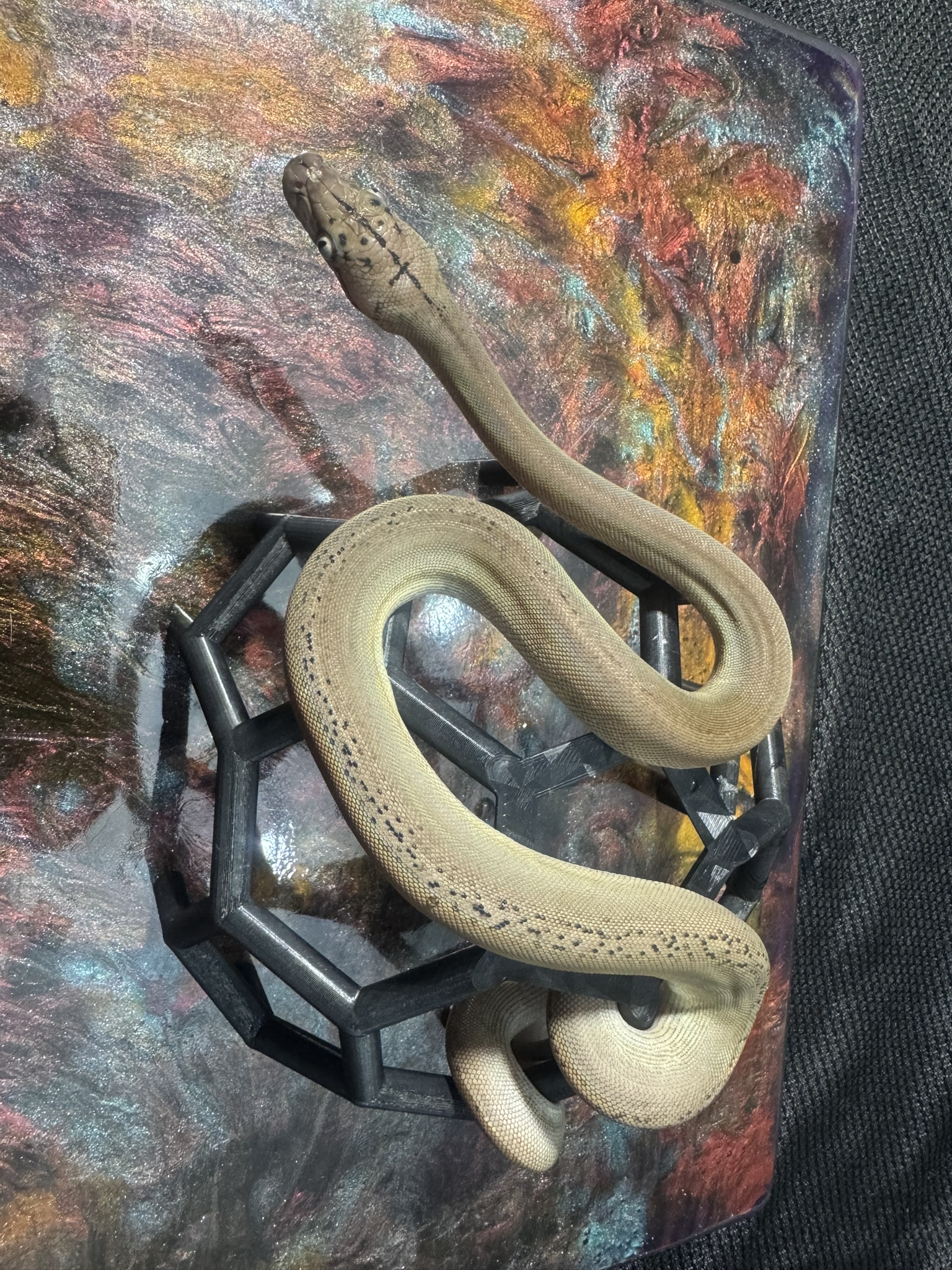 Anery Goldenchild Sunfire Platinum 022605