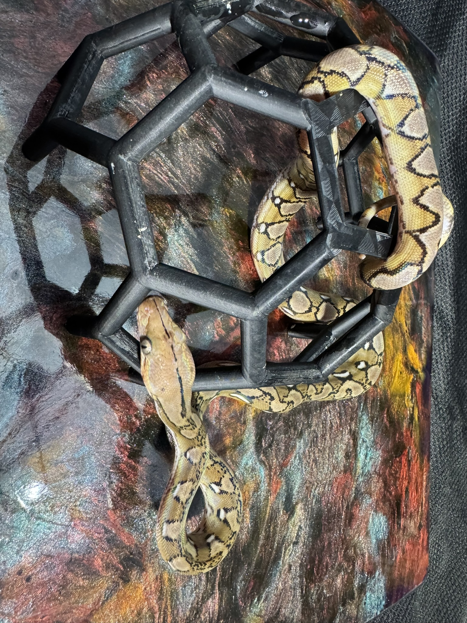 Anery Sunfire Platinum 022604