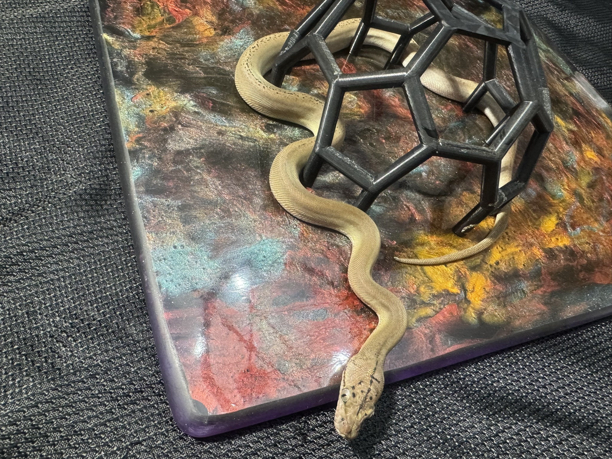 Anery Goldenchild Sunfire Platinum 022605