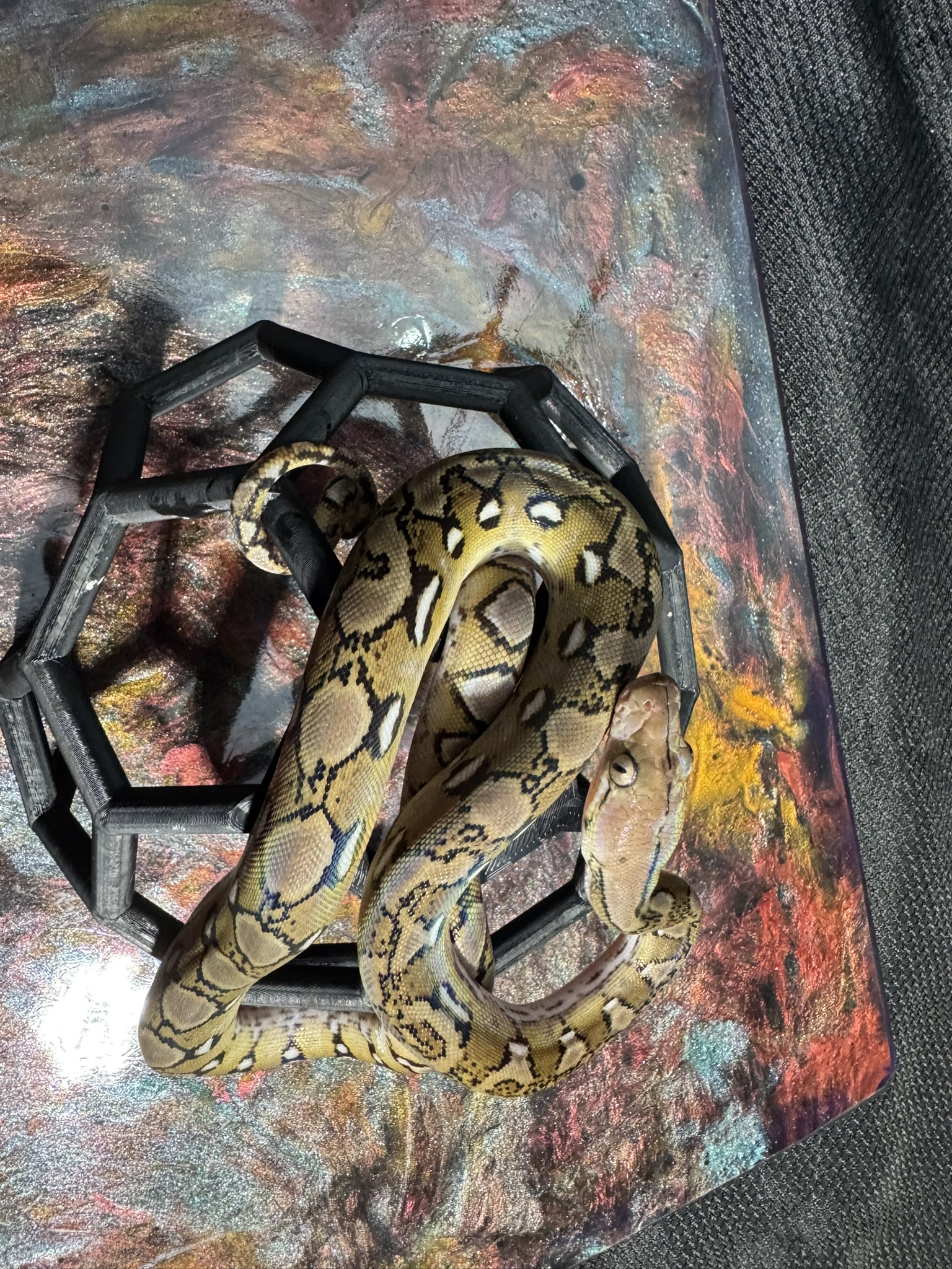 Anery Sunfire Platinum 022604